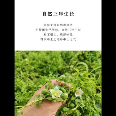 米炒黨參 — 山西長治三年地標潞黨參・黃小米柴火明火炒製・健脾益氣生津