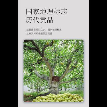 炙棗雪梨茶 — 趙縣百年古樹雪花梨・古方柴火炙棗・日晒焙火去生寒・潤肺養胃土生金