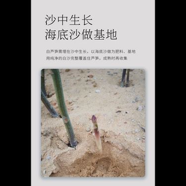 蒲公英根蘆筍茶 - 長白山珍・左右雙降・消瘀散結