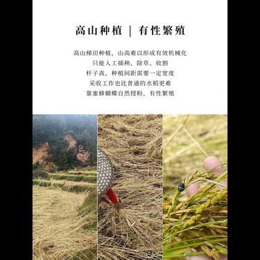 千年古稻米 - 稀世珍糧・自然之選