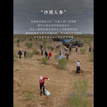 九制肉蓯蓉 — 阿拉善荒漠野放三年・陰乾一年古法熟化・火炙黃酒九蒸九曬・溫而不燥陰陽雙補