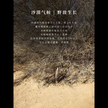 九制肉蓯蓉 — 阿拉善荒漠野放三年・陰乾一年古法熟化・火炙黃酒九蒸九曬・溫而不燥陰陽雙補