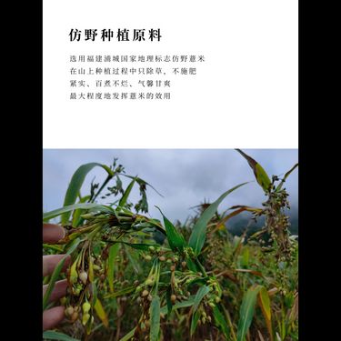 薏米酒 — 福建浦城地標官路薏米・100%純糧明火柴燒蒸餾・利水祛濕之王・五十二度破頑濁通絡