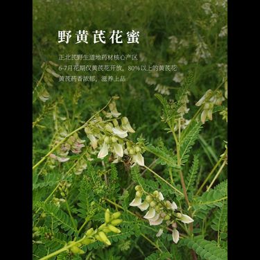 野黃芪原蜜 — 山西渾源正北芪地標產區・純野放深山蜂箱・八成以上極致純度・補氣固表潤養