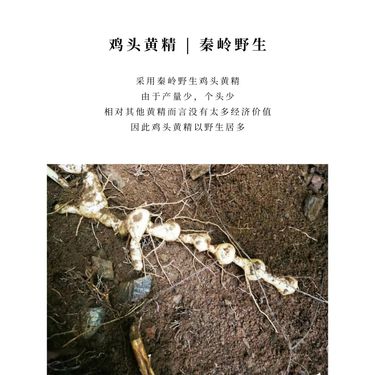 九制野生黃精 — 秦嶺野生雞頭黃精・非遺九蒸九曬・養陰固本・收納歸元