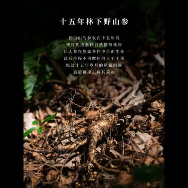 人參濃縮液 — 長白山十五年林下野山參・1:5真空慢熬破壁精煉・內服提氣外用煥膚・大補元氣修復