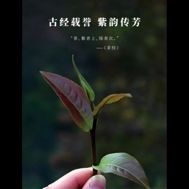 紫芽碎銀 — 古樹紫芽・八道古法工藝・五行屬火・水火既濟茶療