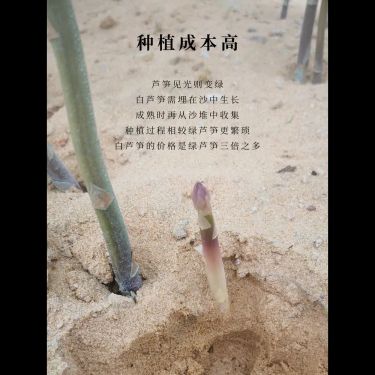 米炒白蘆筍茶 — 福建東山海底白沙培植・天然稻米明火炮製・清肺潤燥・導滯通淋右降