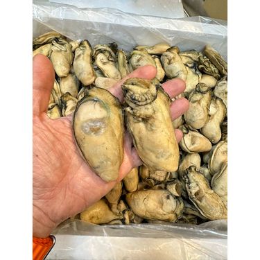 生哂16-18頭金蠔皇 1斤裝