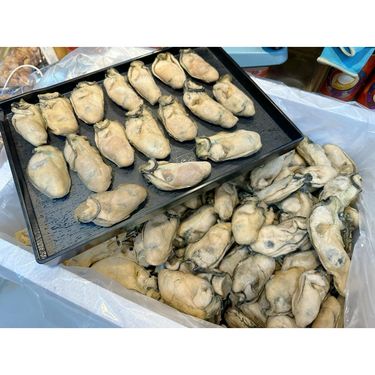 生哂16-18頭金蠔皇 1斤裝