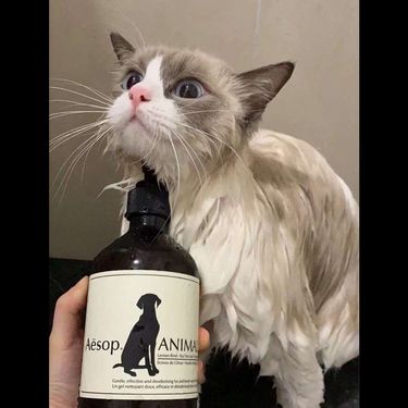 Aesop🌸寵物清潔露500ml