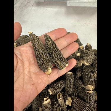 西藏羊肚菌