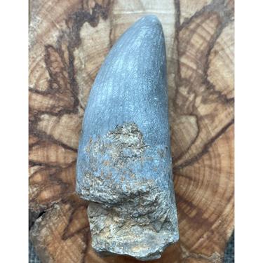 Rugose coral 86.26g
