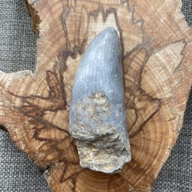 Rugose coral 86.26g