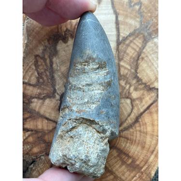 Rugose coral 86.26g