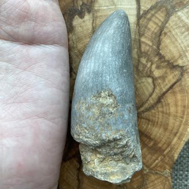 Rugose coral 86.26g