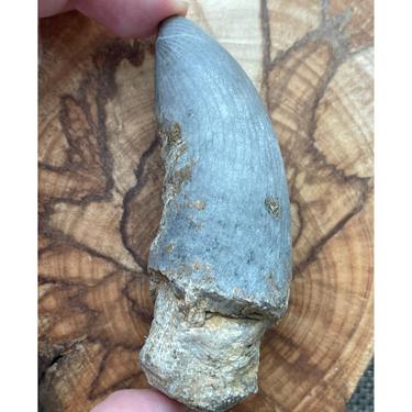 Rugose coral 86.26g