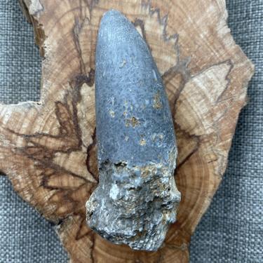 Rugose coral 156.6g