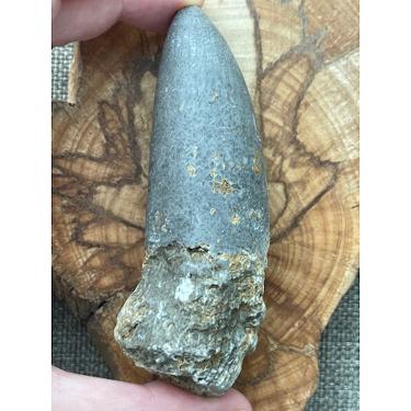 Rugose coral 156.6g