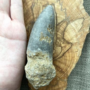Rugose coral 156.6g