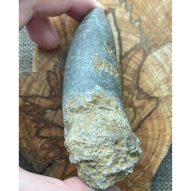 Rugose coral 156.6g