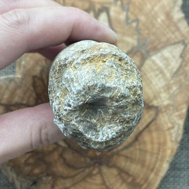 Rugose coral 156.6g