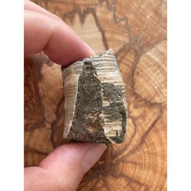 Ancyloceratina 48.25g