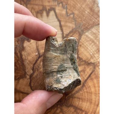 Ancyloceratina 48.25g