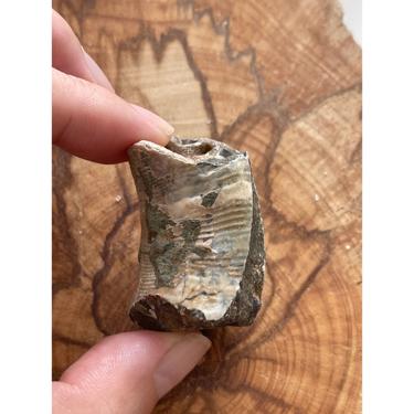 Ancyloceratina 48.25g