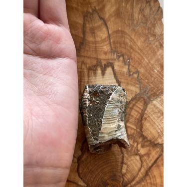 Ancyloceratina 48.25g