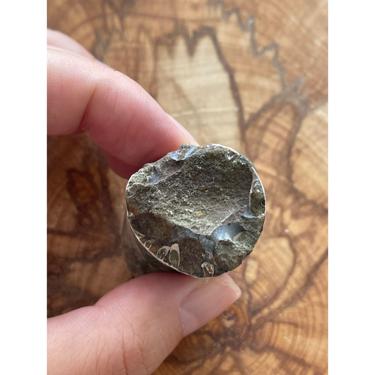 Ancyloceratina 48.25g