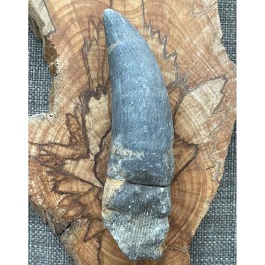 Rugose coral 162.16g
