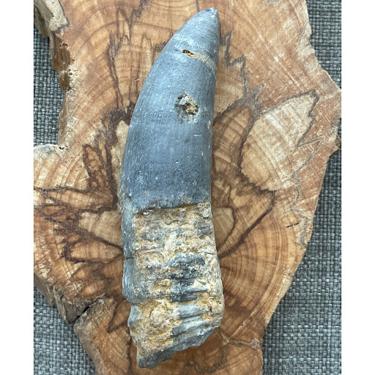 Rugose coral 162.16g