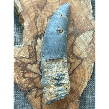 Rugose coral 162.16g