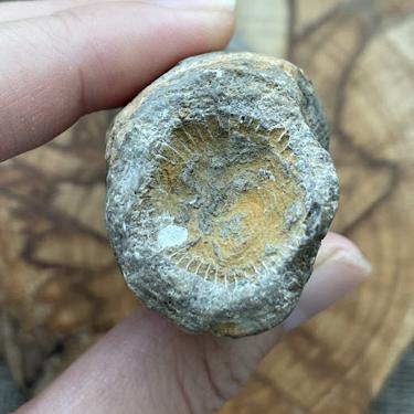Rugose coral 162.16g