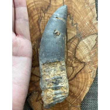 Rugose coral 162.16g