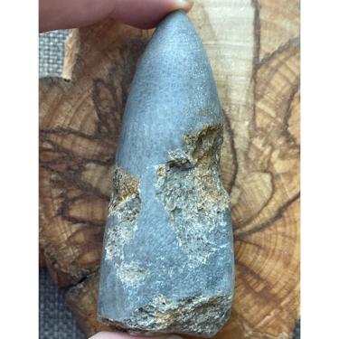 Rugose coral 119.48g