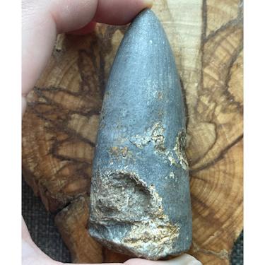 Rugose coral 119.48g