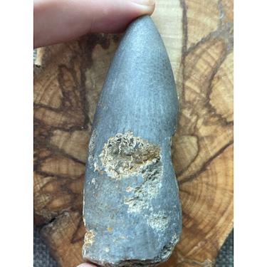 Rugose coral 119.48g