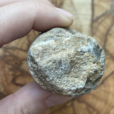 Rugose coral 119.48g