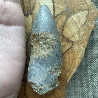 Rugose coral 119.48g